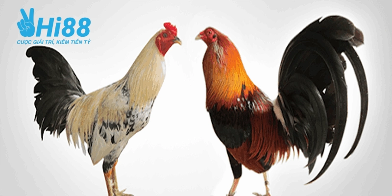 cach chon ga da hay la gi.jpg