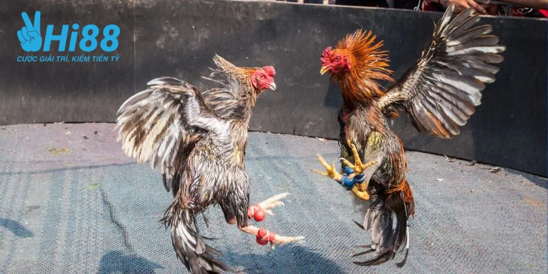 cach tha ga da cua sat giup duy tri truyen thong dan toc