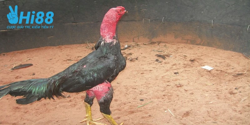 ly do can tim hieu ve cach do ga da cua