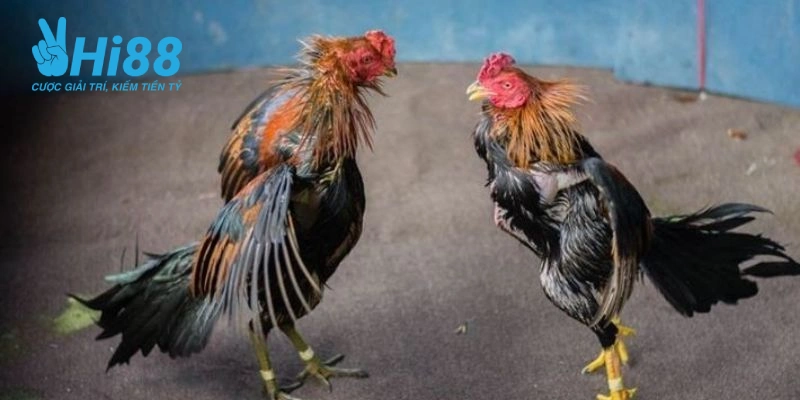 Nuoi ga da bo lon bi quyet tao nen chien ke huyen thoai