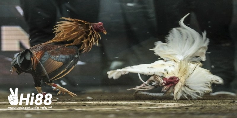 cac loai hinh truc tiep da ga philippines