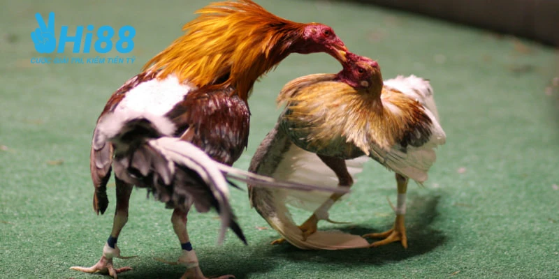 cach nuoi ga da chan manh bai da