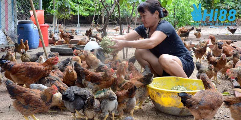 luu y can de tam khi nuoi ga d